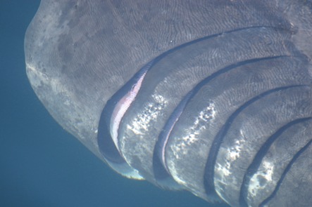 Close up of basking shark gill slits